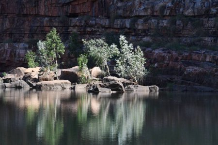 Téléchargez les photos : Des eucalyptus poussent sur une collection de roches tombées dans la rivière Ord, en Australie occidentale. Les arbres se reflètent dans l'eau calme. La base d'une falaise est derrière les arbres. - en image libre de droit