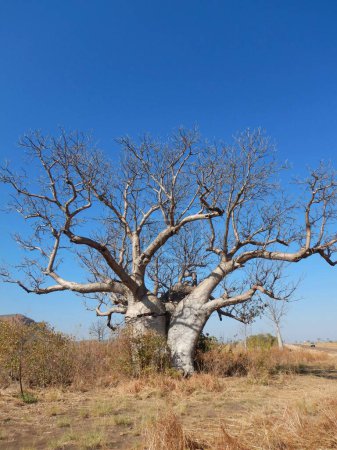 Foto de El tronco de un árbol baobab se ha partido, con las dos mitades apareciendo abrazarse. Las ramas se extienden contra un cielo azul, y el matorral seco rodea el árbol. Un coche cercano destaca el tamaño del árbol. - Imagen libre de derechos