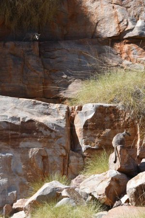 Tow rock wallabies are almost camouflaged by a sandstone rock face. One has its back to the camera, face in profile, its tail hanging over a rock. The other is just visible with the sunlight falling on its face. Dried grasses sprout from the rocks.