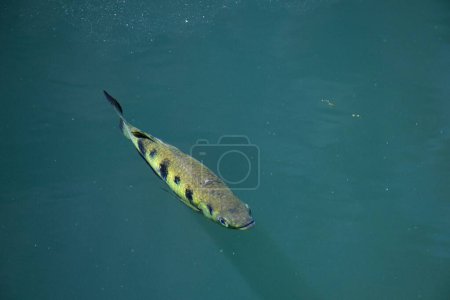 An archer fish is near the surface of a river, looking for prey. It has black and gold markings, with a black tail. His eyes, mouth and fins are clearly visible.