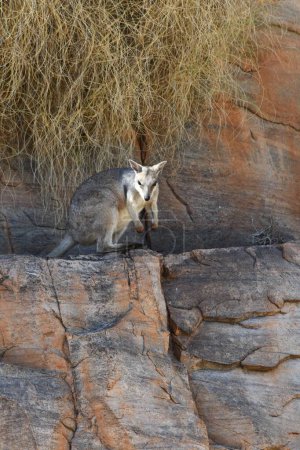 A rock wallaby is standing on a ledge on a cliff face, peering down. The sunlight falls on his face. Dry grasses hang over the rock wall behind him. He is light grey in colour, with black paws and feet.