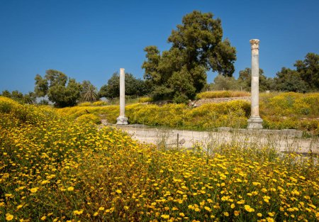 Téléchargez les photos : Parc national d'Israël, parc Leumi à Ashkelon 02.28.2024 - en image libre de droit