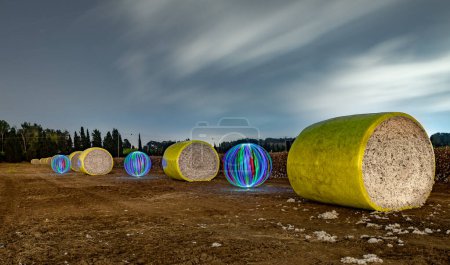 Drawing with light. Large bales of cotton on a cotton field. Harvesting. Israel Ashkelon October 2021