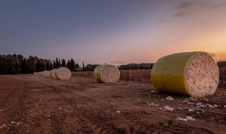 Drawing with light. Large bales of cotton on a cotton field. Harvesting. Israel Ashkelon October 2021
