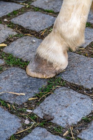 Foto de La pezuña del caballo sobre las adoquines grises - Imagen libre de derechos
