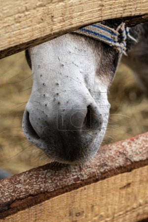 Foto de La nariz de un caballo a través de la valla de madera - Imagen libre de derechos