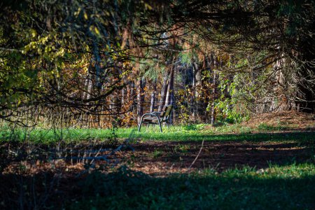 Téléchargez les photos : Banc en bois brun sous un grand arbre sur l'herbe verte près de la forêt - en image libre de droit