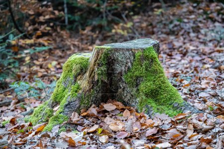 Moosiger Baumstumpf mit vielen umgefallenen Blättern im Wald