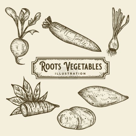 Téléchargez les illustrations : Racines dessinées à la main Légumes Illustration - en licence libre de droit