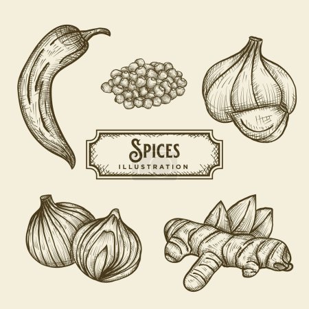 Illustration for Hand Drawn Spices Illustration - Royalty Free Image