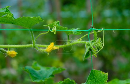 Growing cucumbers on a plastic trellis net. Selective focus.
