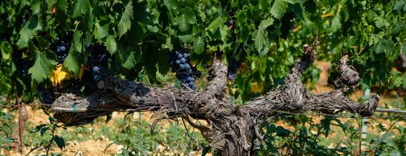 Photo for Rasteau, Provence, France. August 11, 2022. A very old, fertile grapevine in the yard of the winery Domaine des Escaravailles. The symbol. - Royalty Free Image