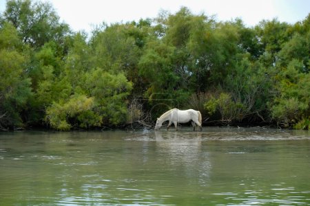 Foto de White horse in the natural environment. Camargue symbol. Delta Petit Rhone river. View from a tourist boat. - Imagen libre de derechos