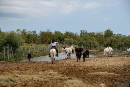 Foto de Delta Petit Rhone river, Camargue, Francia. 12 de septiembre de 2022. Una manada de caballos blancos y toros negros. Una pastora en un caballo blanco se encarga de la manada. Vista desde un barco turístico. - Imagen libre de derechos