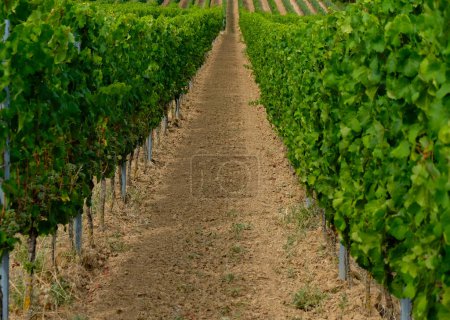 Photo for Technologies of tillage under the grapevine. Vineyards of Bodenheim, Rheinland Pfalz, Germany. - Royalty Free Image