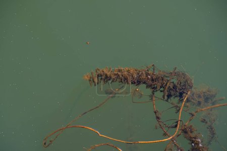 Photo for Green river algae in the autumn season. Stoneworts leaves. Copy space. - Royalty Free Image