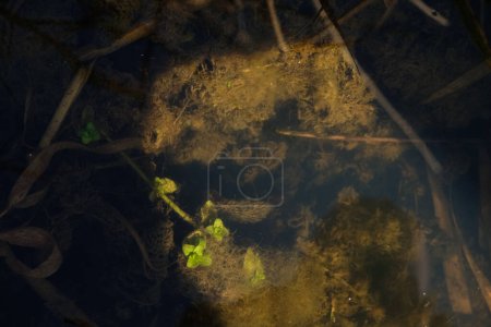 Photo for Green river algae in the autumn season. Sunlight illuminates plants underwater. Copy space. - Royalty Free Image