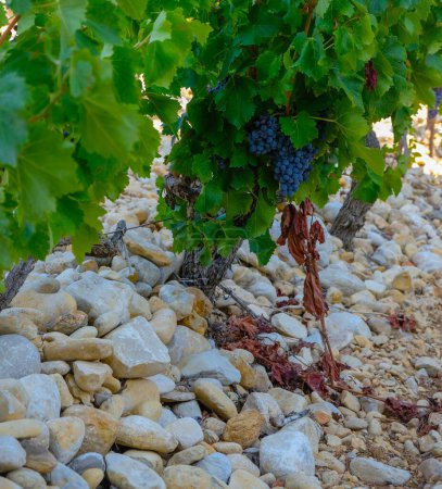 Photo for Vineyard. Stony soil. A round pebble heated by the sun gives off heat to the vine. Domaine des Escaravailles, Rasteau, Provence, France. - Royalty Free Image