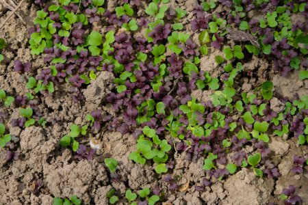 Photo for Green and purple Mizuna. Young sprouts in the open ground. - Royalty Free Image
