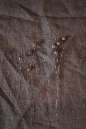 Téléchargez les photos : Flax seed pods on a crumpled brown linen canvas. - en image libre de droit