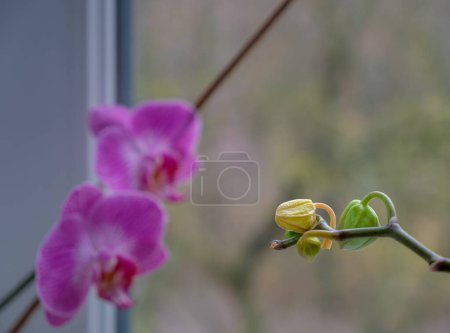 Téléchargez les photos : Orchid bud yellow and fall off. Orchid diseases. House plants care. Copy space. - en image libre de droit
