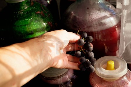 Photo for Grapes in the woman's hand. Fermentation in glass jars. Homemade wine. Sunlight. - Royalty Free Image