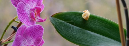 Téléchargez les photos : Le bourgeon de l'orchidée est tombé sur le fond vert de la feuille. Maladies des orchidées. Maison plantes soins. - en image libre de droit