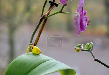 Téléchargez les photos : Le bourgeon d'orchidée est tombé. Maladies des orchidées. Maison plantes soins. - en image libre de droit