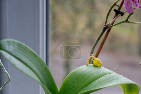 Téléchargez les photos : Le bourgeon d'orchidée est tombé. Maladies des orchidées. Maison plantes soins. - en image libre de droit
