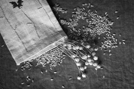 Téléchargez les photos : Graines de lin. Des gousses de graines. Un petit sac en toile. Noir et blanc. - en image libre de droit