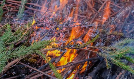 Foto de Outdoor fire. Burning vines and fir trees. - Imagen libre de derechos