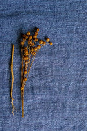Téléchargez les photos : Flax seed pods and flax root on the crumpled blue canvas background. Copy space. - en image libre de droit