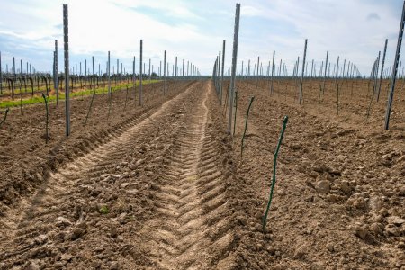 Photo for Planting new vineyard. Vineyard soils. Grafted and waxed grape cuttings planted. Saulheim, Germany. Rheinhessen wine region. - Royalty Free Image