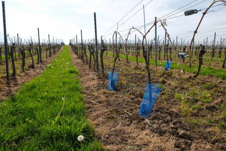 Téléchargez les photos : Filet de protection en plastique bleu sur une jeune vigne. Entretien des vignobles au printemps. Rheinhessen, Allemagne. - en image libre de droit