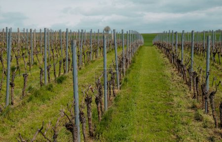 Photo for Pruned vine. Vineyards in springtime. Saulheim, Germany. Rheinhessen wine region. - Royalty Free Image