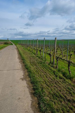 Téléchargez les photos : Une vigne soignée et taillée le long du sentier de randonnée. Vignobles au printemps. Région viticole de Rheinhessen Allemagne. - en image libre de droit