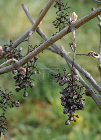 Photo for Dried grapes and buds on the vine. - Royalty Free Image
