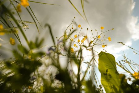 Photo for Meadow flowers on the pre-storm sky background. Bottom view. Copy space. - Royalty Free Image