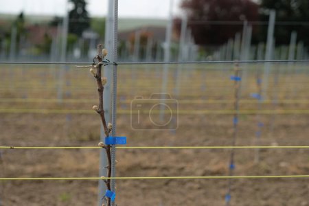 Photo for New grapevine. Planting vineyard. Soils. Rheinhessen wine region. Copy space. - Royalty Free Image