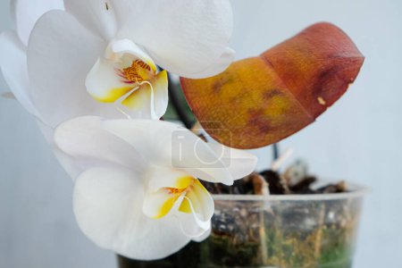 Téléchargez les photos : Orchidée avec une feuille d'orange. Maladies des orchidées. Maison plantes soins. - en image libre de droit