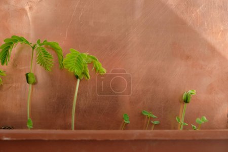 Photo for Tamarind sprouts. A new life of a plant from seed. Copper metal background. - Royalty Free Image