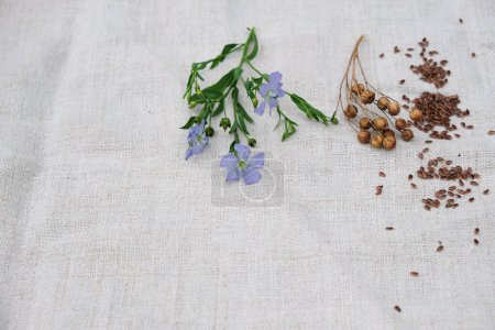 Flowers of flax, flax seeds pods, linen cloth. Natural fabric concept. Copy space.
