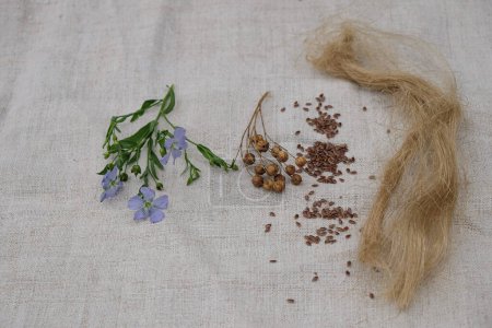 Flowering flax, flax seeds pods, seeds, and flax tow on linen cloth.