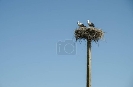 Young White Storks with black beaks in the nest. Copy space.