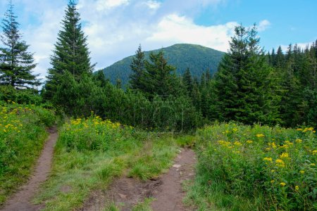 Two hiking trails in the mountains. Orientation to the terrain. Carpathian National Nature Park. Ukraine.