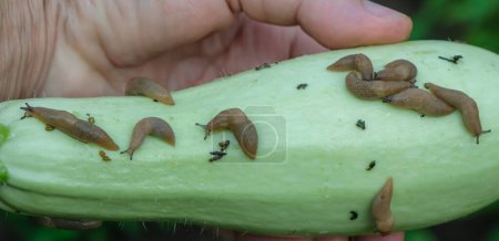 Photo for Mollusks on the zucchini. Slug and snail control. - Royalty Free Image