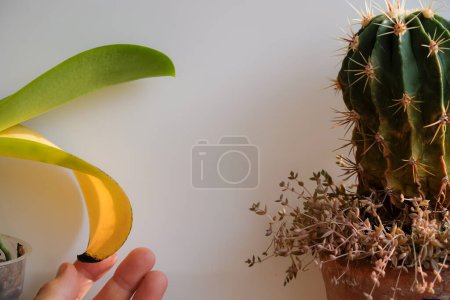 Téléchargez les photos : Orchidée avec une feuille jaune. Un cactus malade. Main de femme. Maison de soins des plantes. - en image libre de droit