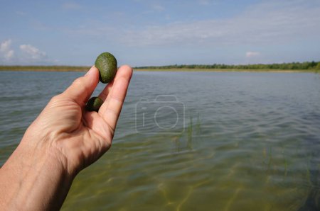 Photo for Cladophora ball in the woman's hand. Lake background. Shatsky National Nature Park. Lake svityaz, Volyn, Ukraine. - Royalty Free Image