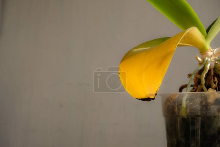 Téléchargez les photos : Feuille jaune d'orchidée. Entretien des plantes domestiques. Espace de copie. - en image libre de droit