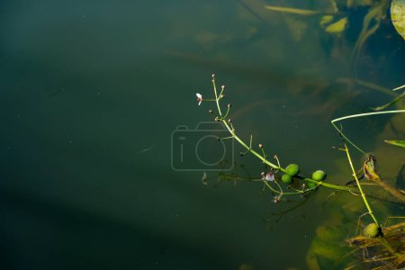 Photo for Wetlands plants. Sagittaria sagittifolia or arrowhead. Seed pods. Water background. Morning sunlight. Copy space. - Royalty Free Image